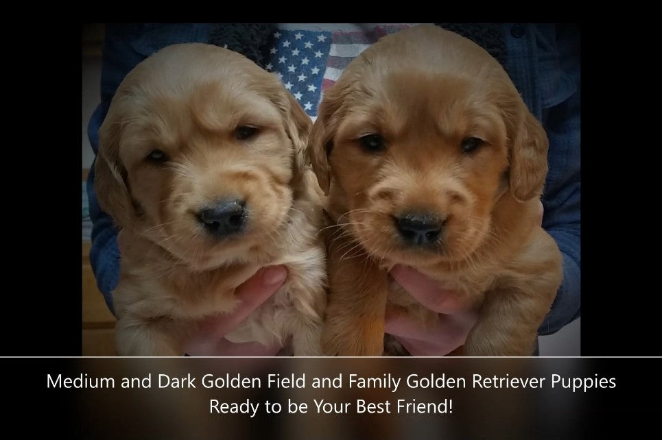 Wyoming golden retriever sales breeders